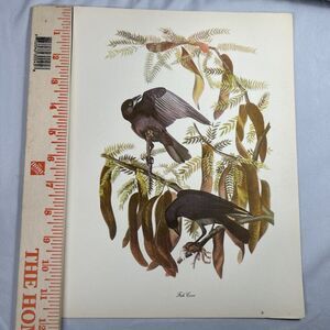 Audubon Birds of America Fish Crow Roger Peterson Lithograph Print Naturalist